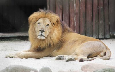 Zoo Balneário Camboriú – Complexo Ambiental Cyro Gevaerd