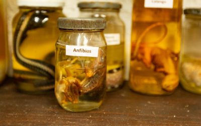 Museu de História Natural Charles Darwin