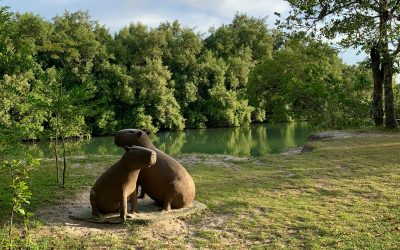 Parque das Capivaras