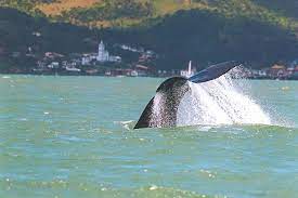 Rota da Baleia Franca