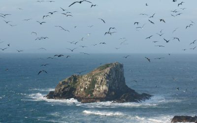 Ilhas Moleques do Sul