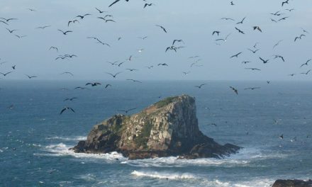 Ilhas Moleques do Sul