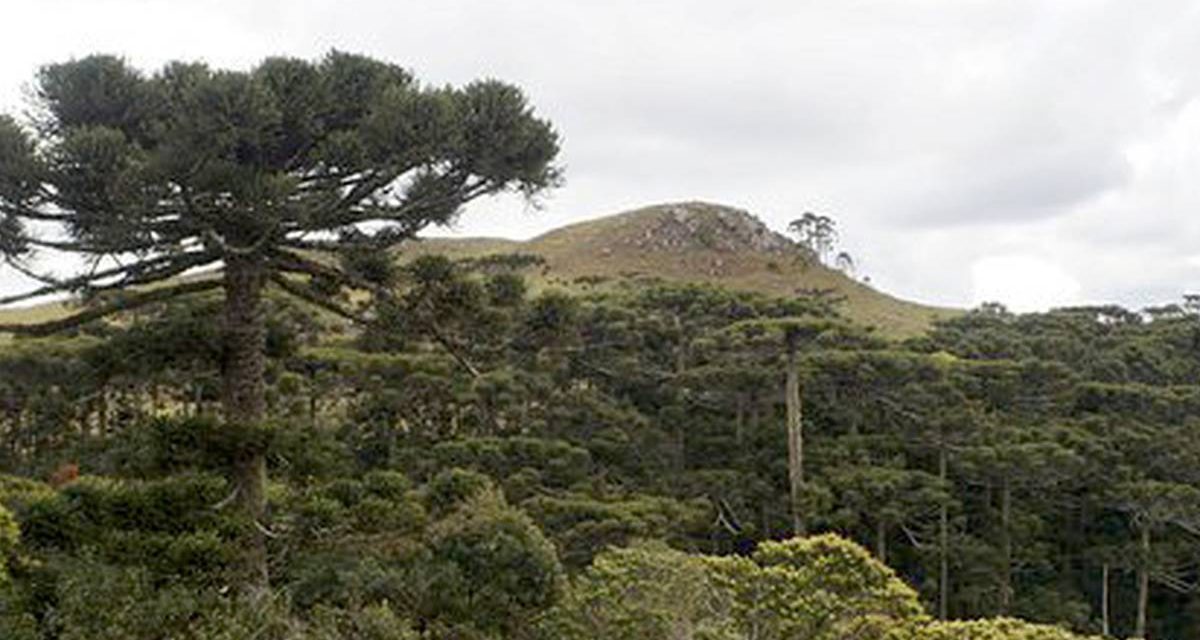 Mirante das Araucárias