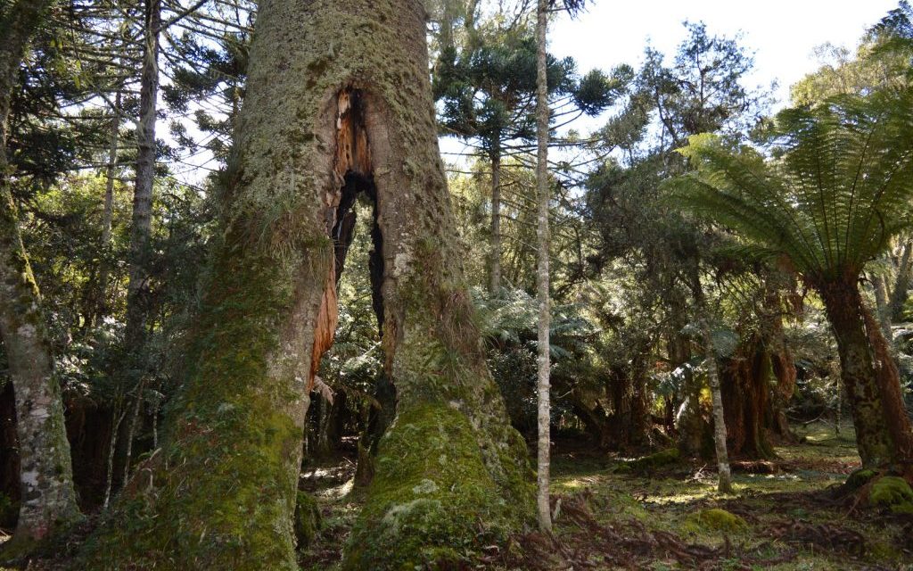 Pinheirão de São Joaquim