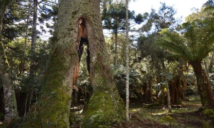 Pinheirão de São Joaquim