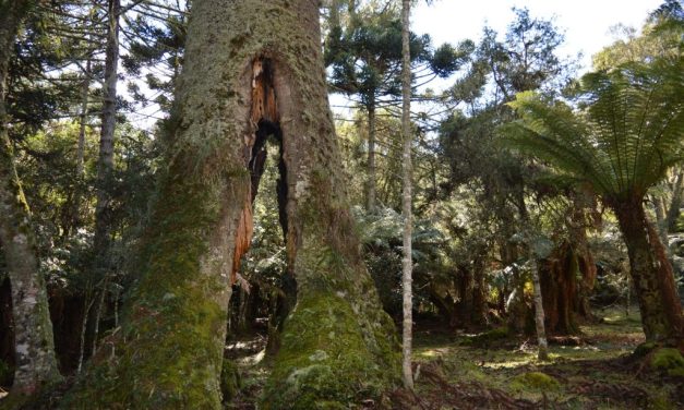 Pinheirão de São Joaquim